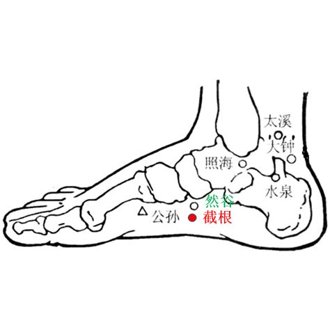 截根穴位置|截根穴:截根穴經外奇穴，又名截癌穴。【定位】位於足內側，舟。